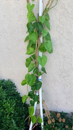 🌿 Indian Giloy / Guduchi / Amrita Vine (Tinospora cordifolia) Plant Organic– 1 Gallon Pot – $30