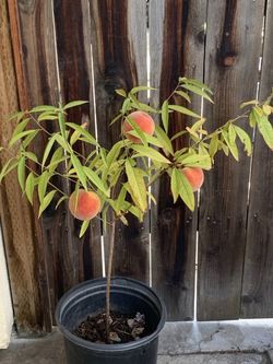Organic Tropic Snow White Peach Fruit Tree 5 Nursery Gallon Pot Self Pollinating Around 3 Ft tall