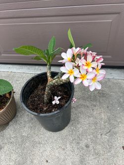 Plumeria Plants