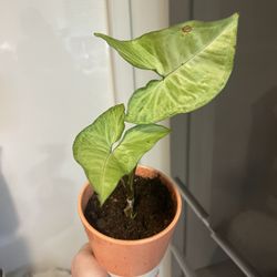 Houseplant Syngonium 