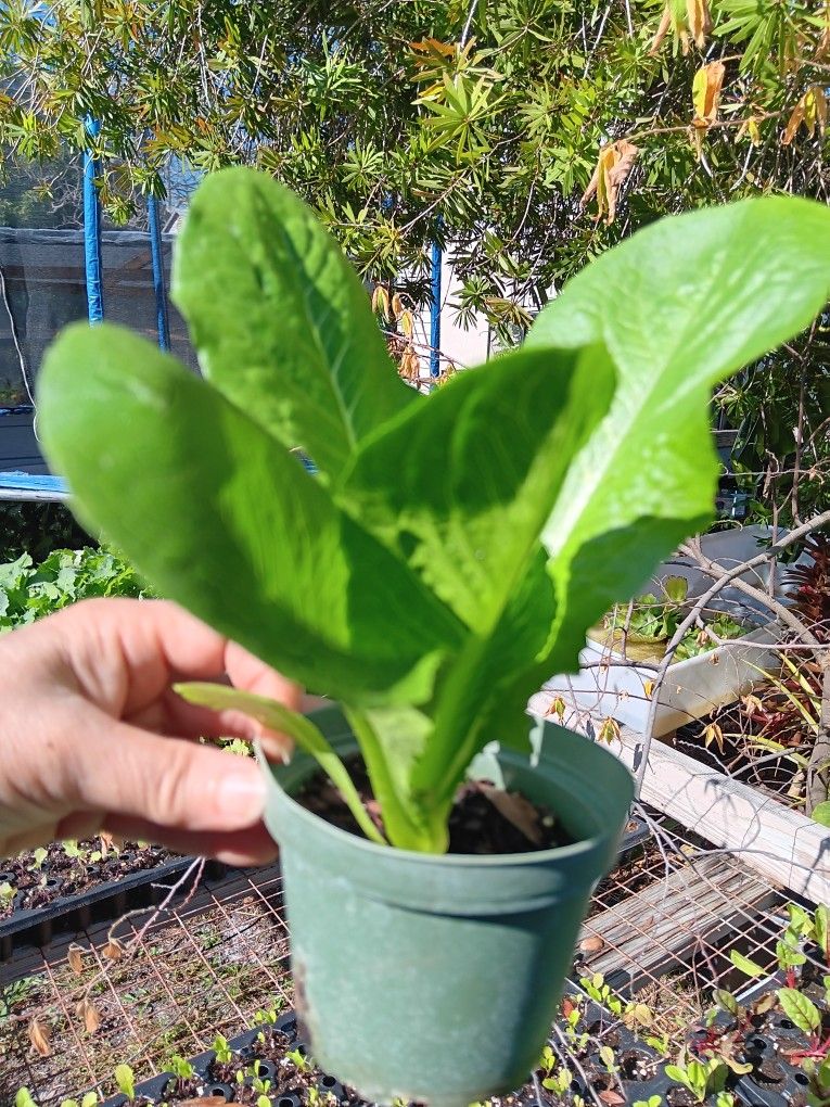 Large VEGETABLE STARTER PLANTS