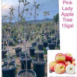 Pink Lady Apple Tree 15gal size 