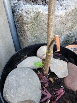 Fig tree