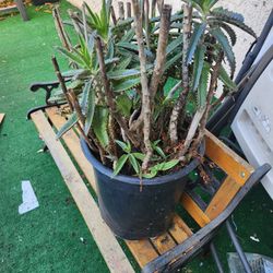 Mother Of Thousands Succulent 