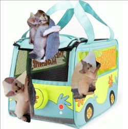 Devon rex sphynx BAG