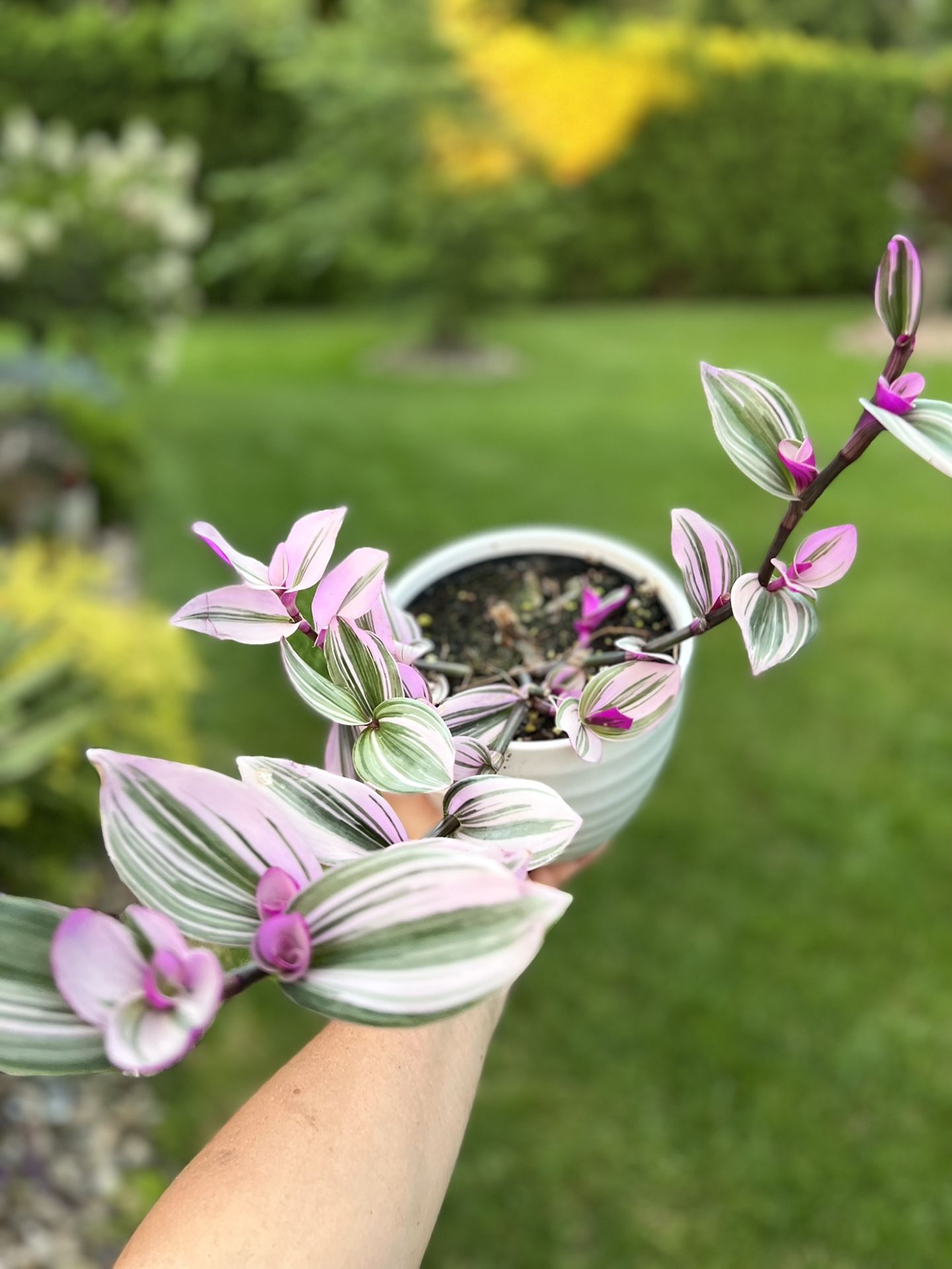 Housplants