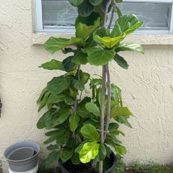 Fiddle Leaf Plant 
