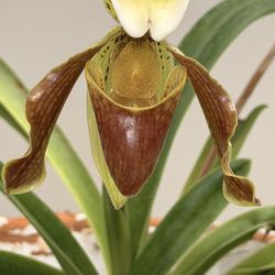 Venus Slipper Orchid 