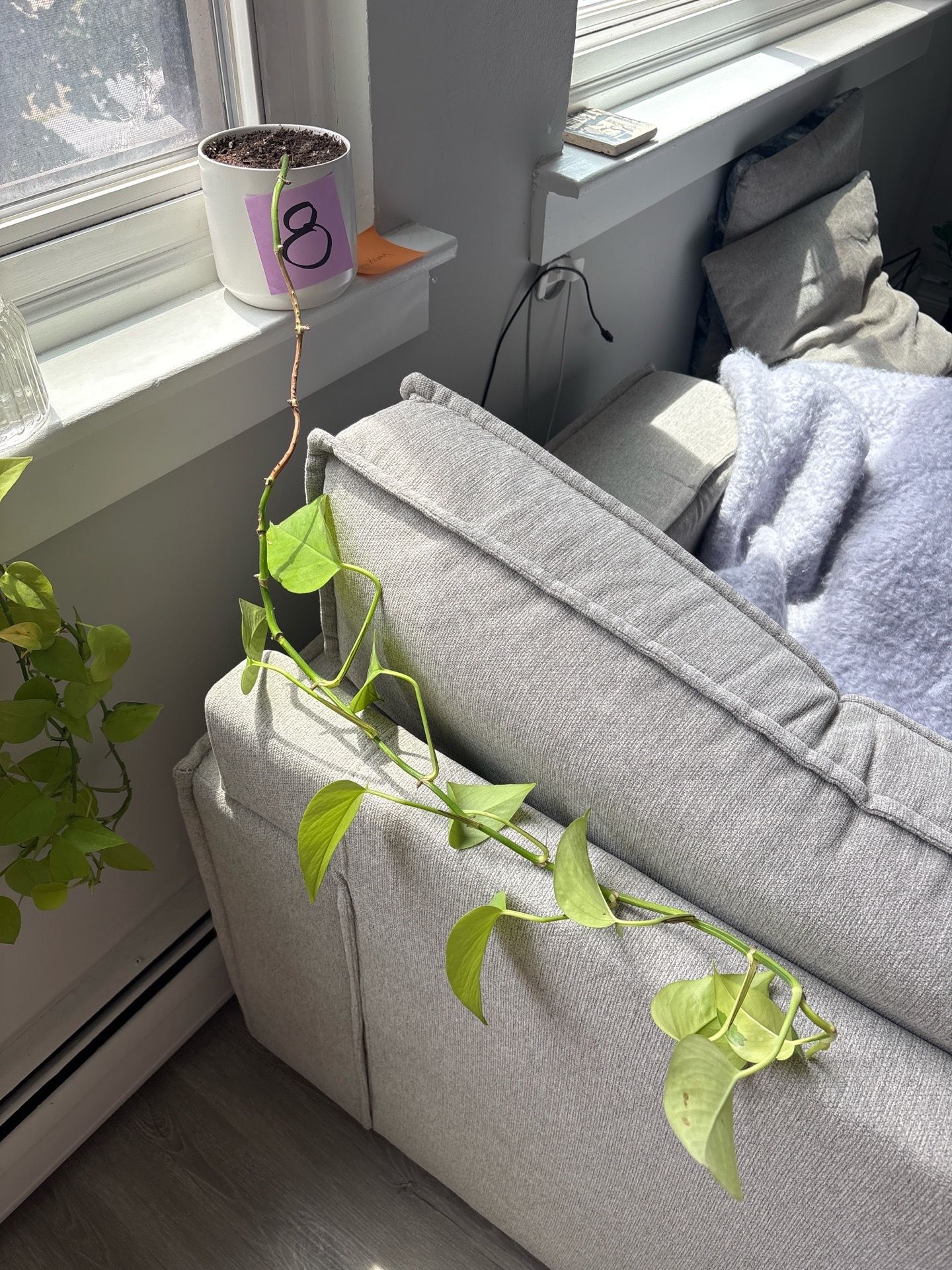 Pothos Plant Cutting