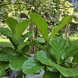 Big And Tall Fiddle Leaf Fig Plant