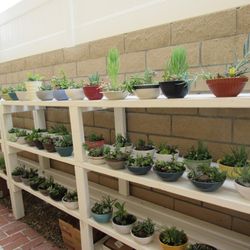 Many Succulents ( Read Details)