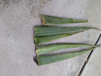 Aloe vera leaves