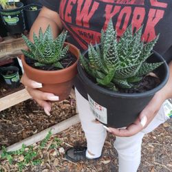 Aloe Plants 