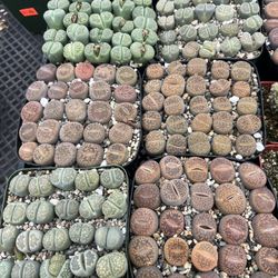 Lithops In 25 Units Pot $25 Each Pot 