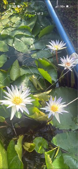 Water Lily Plants