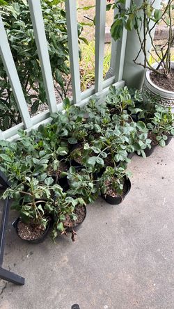 More dahlias to rehome