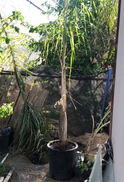 PALM TREE