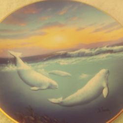 White Whale Of The North