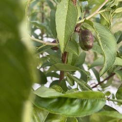 White Nectarine Tree
