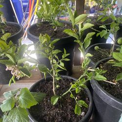 Lime Plant For Sale