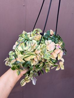 6” tradescantia rainbow