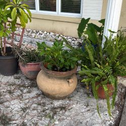 Lots Of Large Plants For Sale 