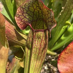 Sarracenia 