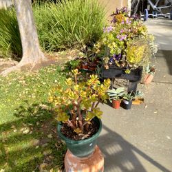 Garage/Plant Sale 3/6-3/8/26