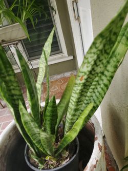 Air purifier plant