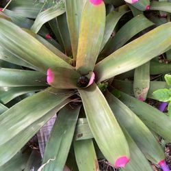 Beautiful Bromeliads For Sale Pink Tips