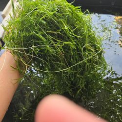 Aquarium Plant. Pond Plants, Water Plants Guppy Grass, Azolla