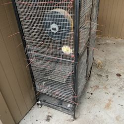 Cage - Bird - Sugar Glider - Squirrel 