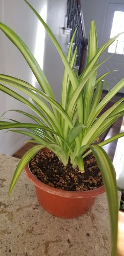 Spider Plants: How to Grow and Care for Spider Plants