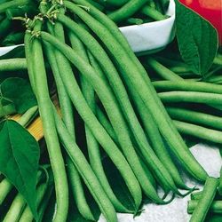 Blue Lake Green Bean Seeds  1 lb