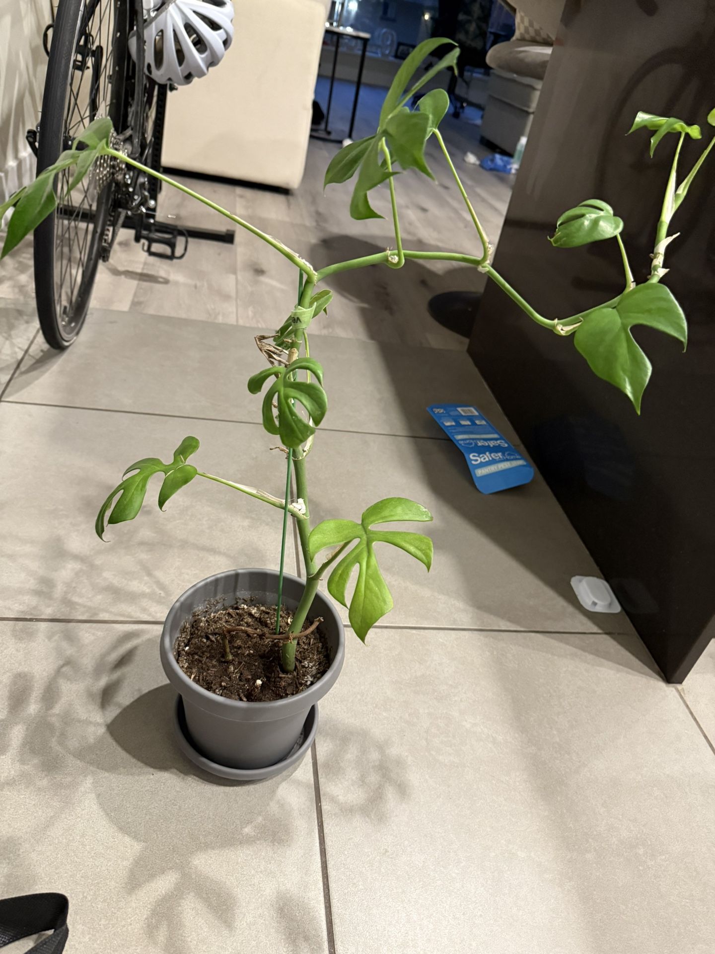 πΏ Mini Monstera (Rhaphidophora Tetrasperma) β $15 Pot Included)