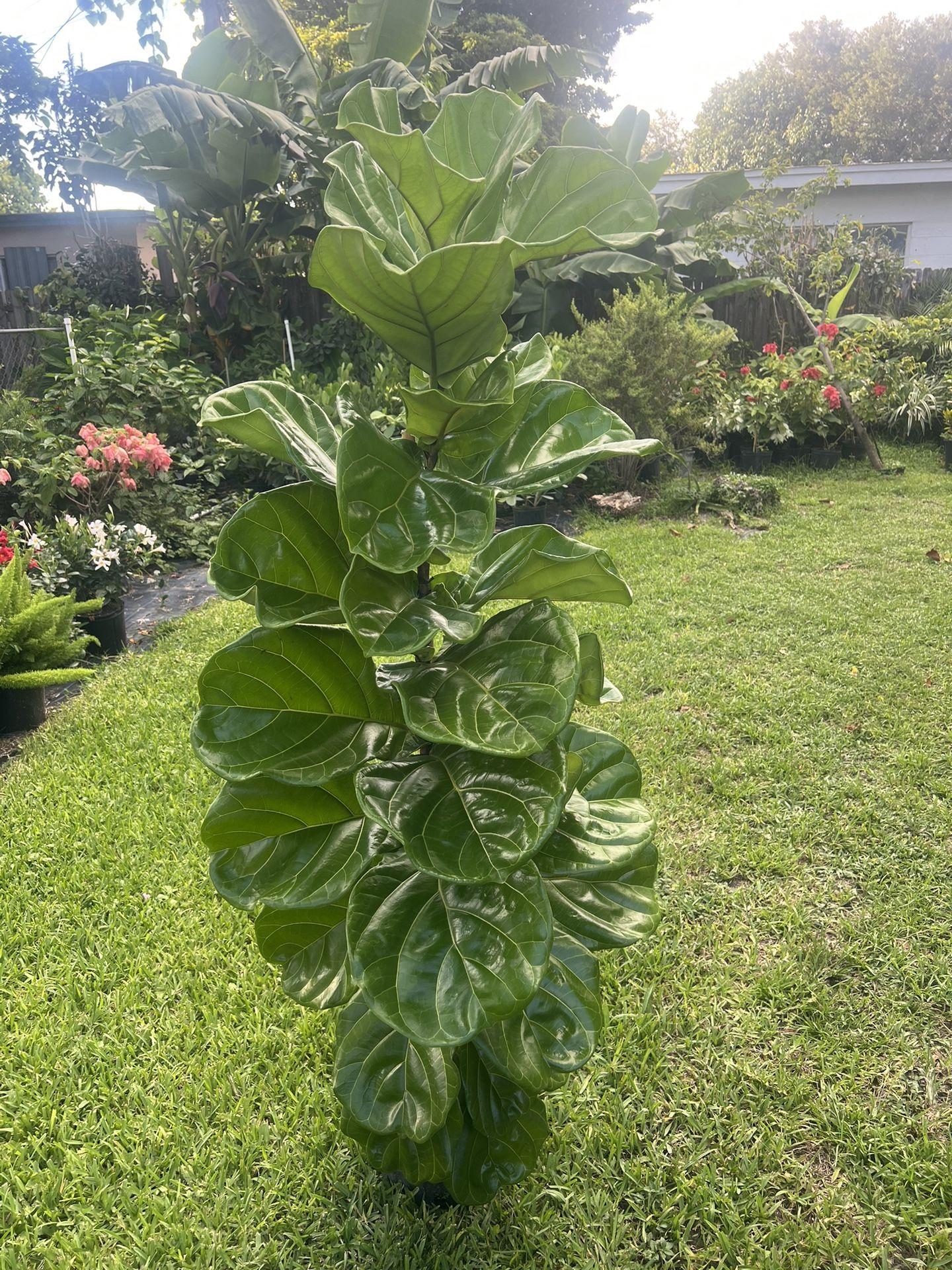 FIDDLE LEAF FIG (Trendy House Plant Air Purifying ) 3 Gallon Pot