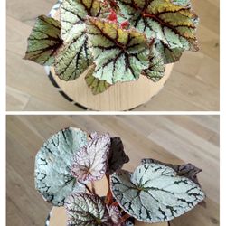 Begonia Rex