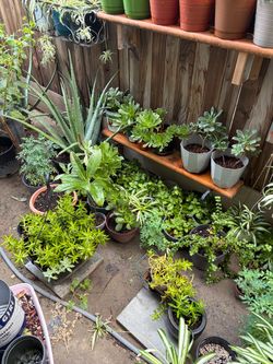 Plants