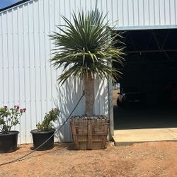 Dragon  Tree 30”box