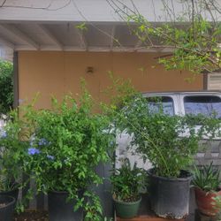 Leadwort Blue Plumbago Plants 