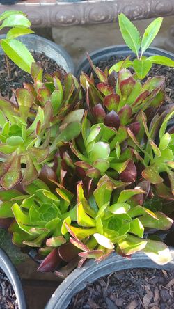 Purple aeonium
