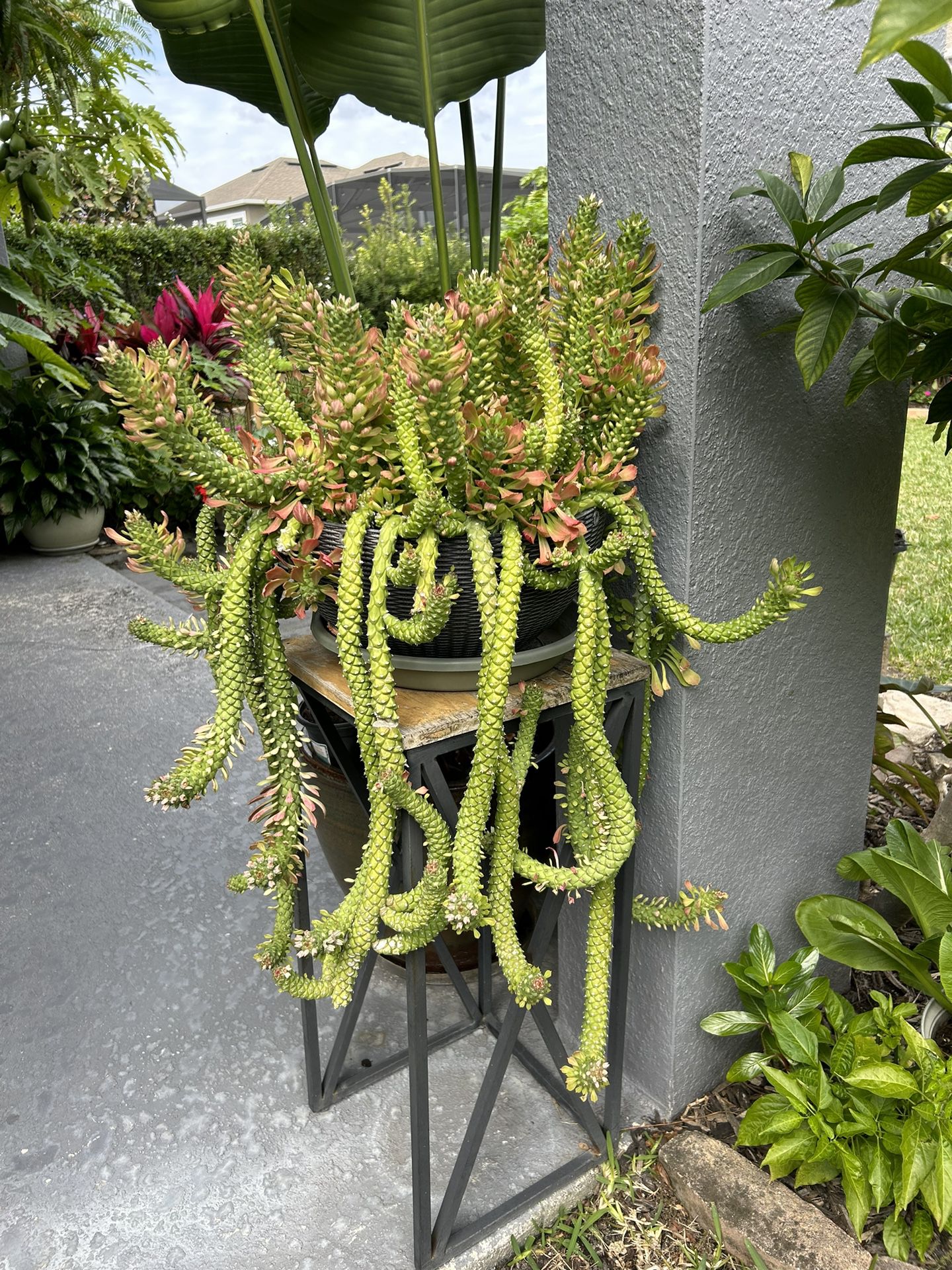 Mother’s Day Gift, Healthy Succulent  $650