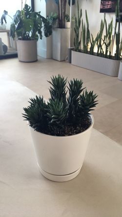 Plant with pot