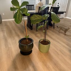 Fiddle Leaf Fig