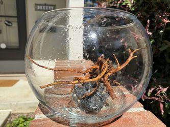 Beautiful 2.5 Gallons Fish Tank Bowl 