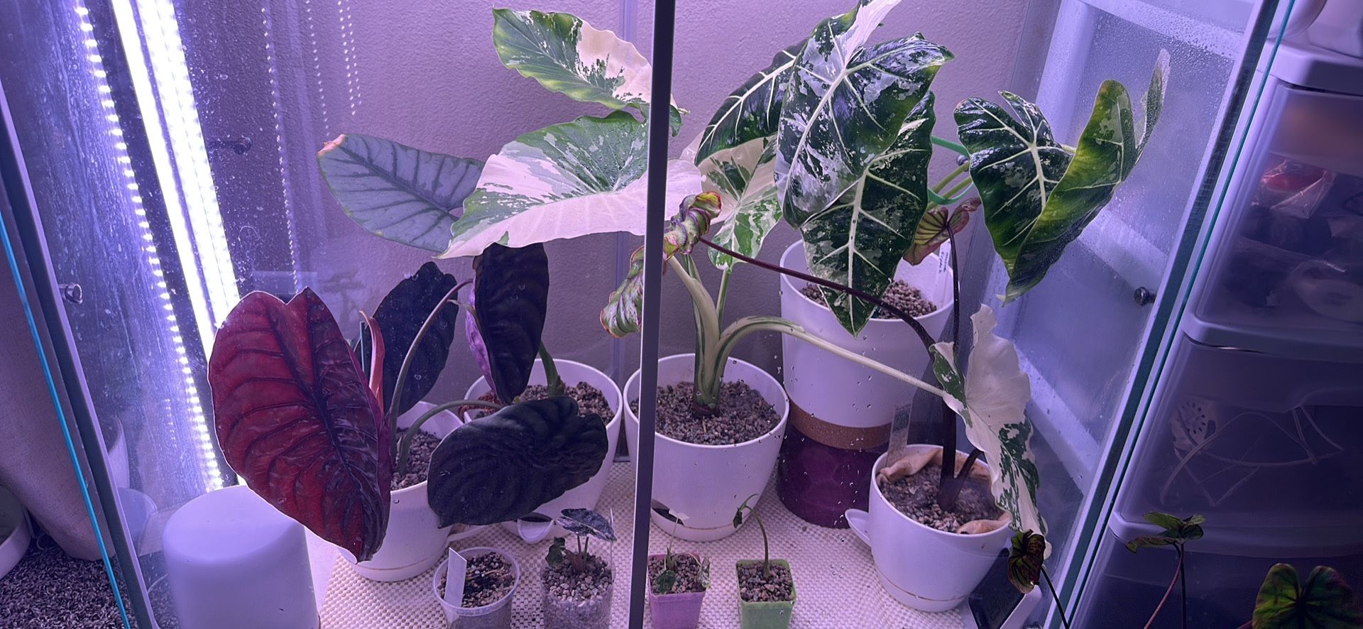 Alocasia Plant Purge