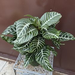 6” Zebra Plant