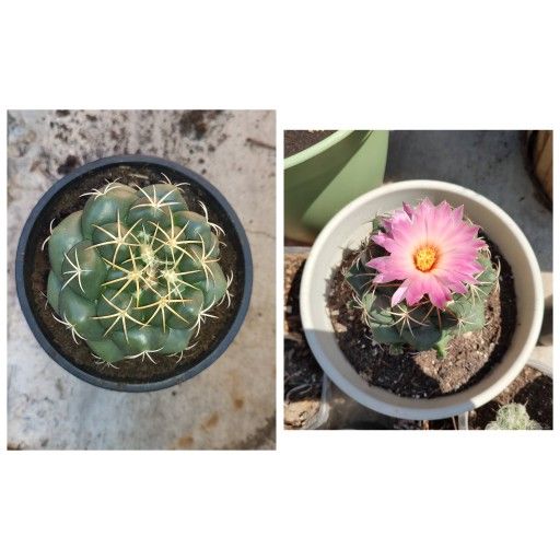 Elephants tooth Coryphantha elephantidens 4 x 4 black pot