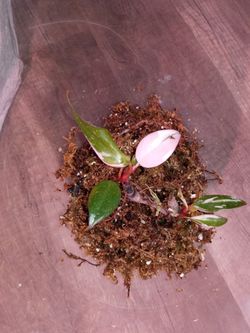 Pink Princess Philodendron 