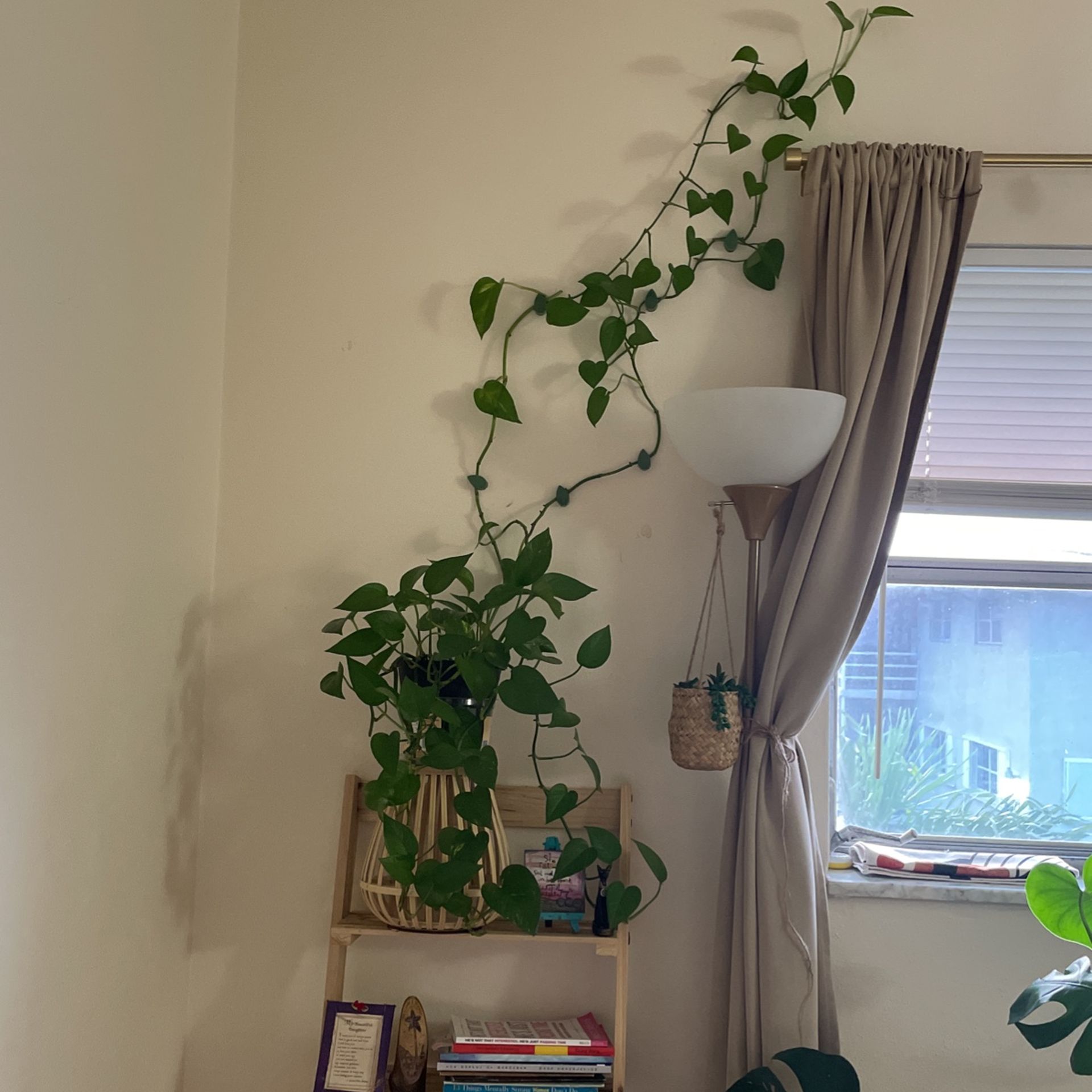 Long Pothos Plant
